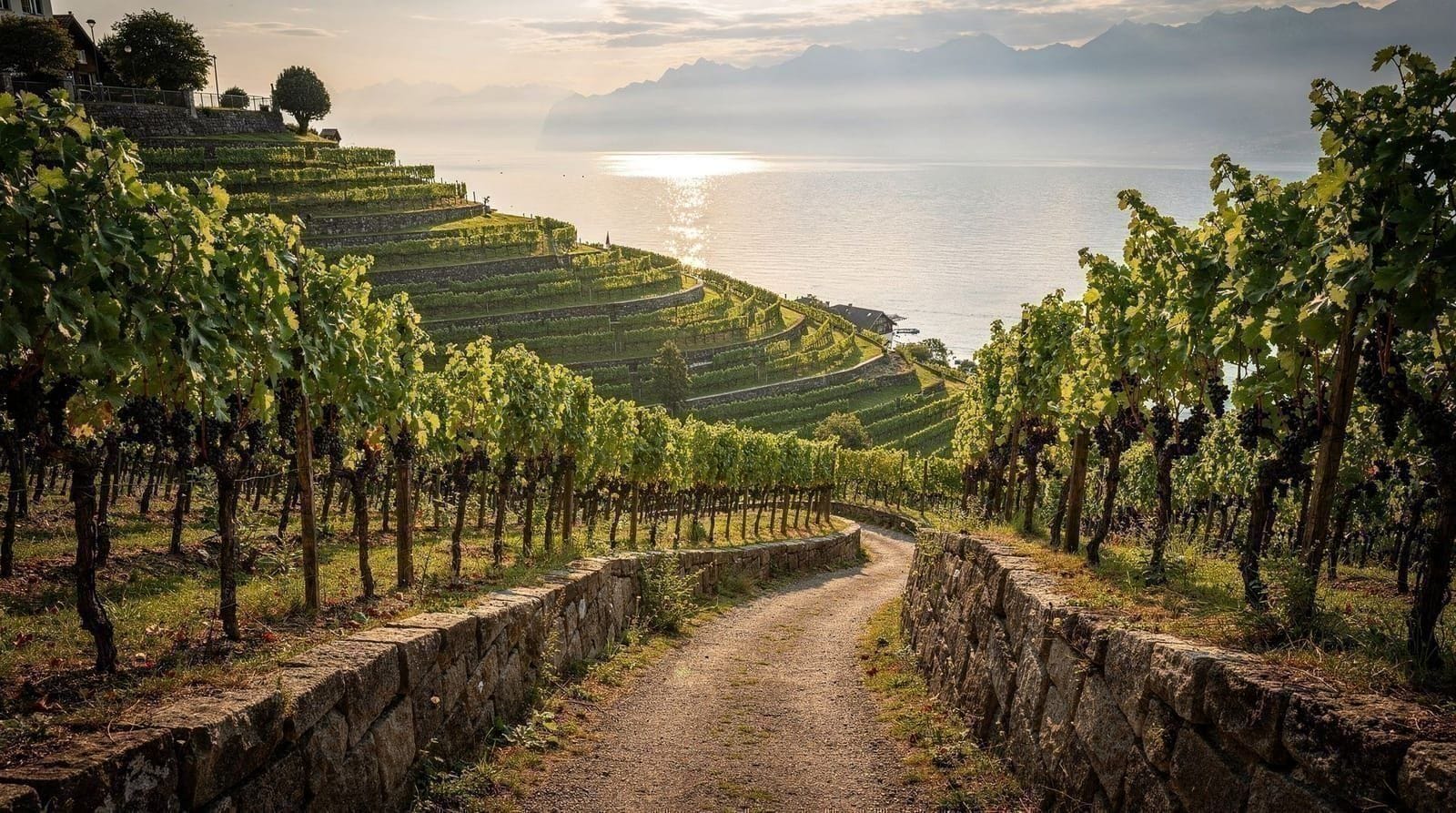 Lavaux and Vevey