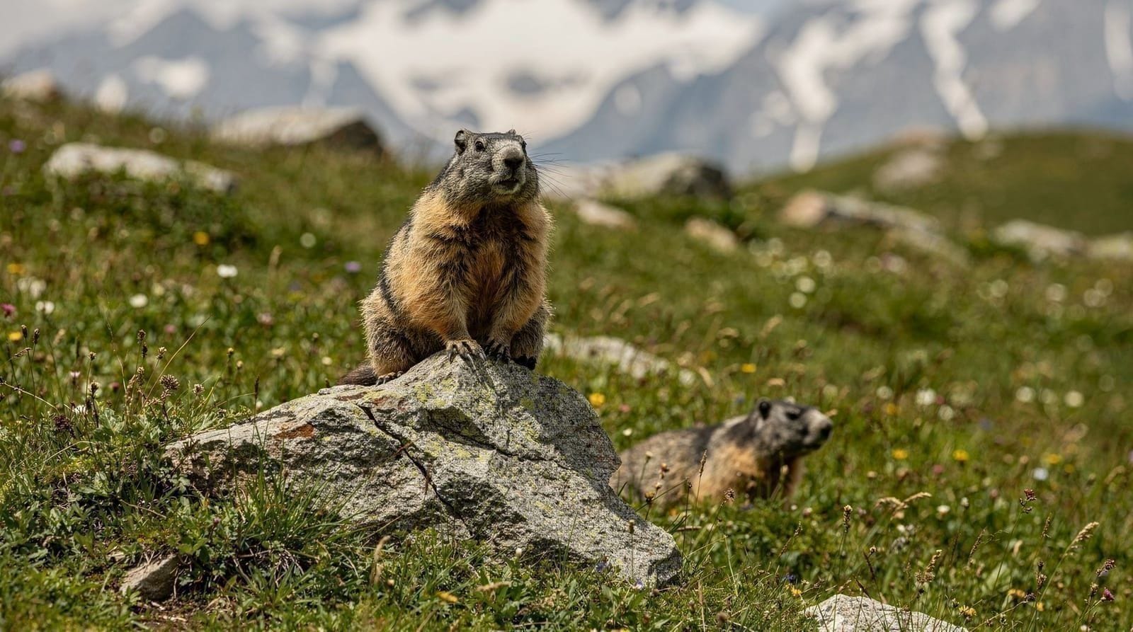 Dove vedere stambecchi, marmotte e altra fauna vicino a Interlaken